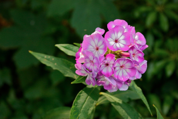 Blumen.JPG